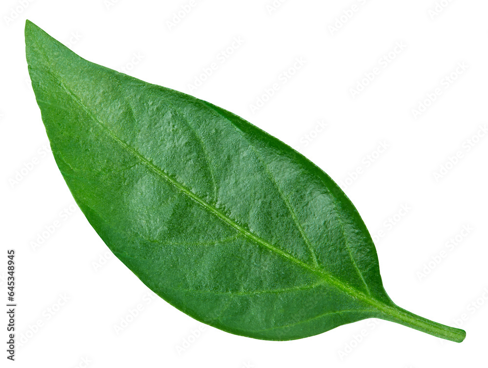 Obraz premium Pepper leaf closeup isolated