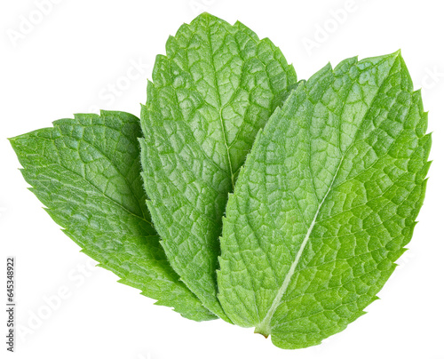 fresh mint leaves isolated on white