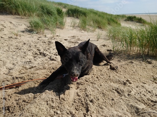 Billede på lærred Hollandse Herdershond in Egmond aan Zee, Netherlands