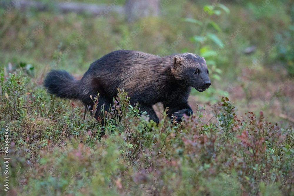 Wolverine in the forest Wolverine in the forest