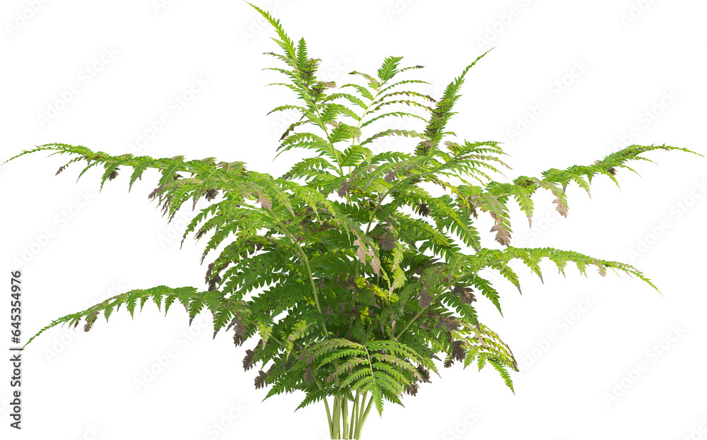 Side view of fern plant