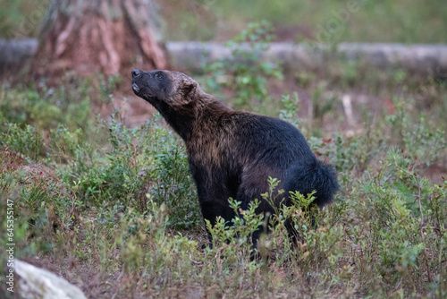 Wolverine in the forest photo