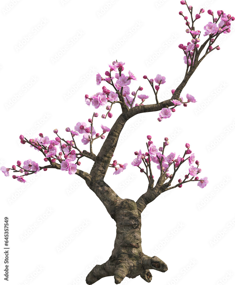 Fototapeta premium Side view of Bonsai Tree