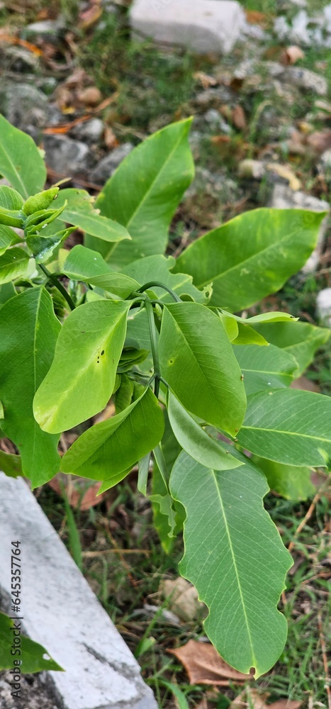 Obraz premium leaves in the garden