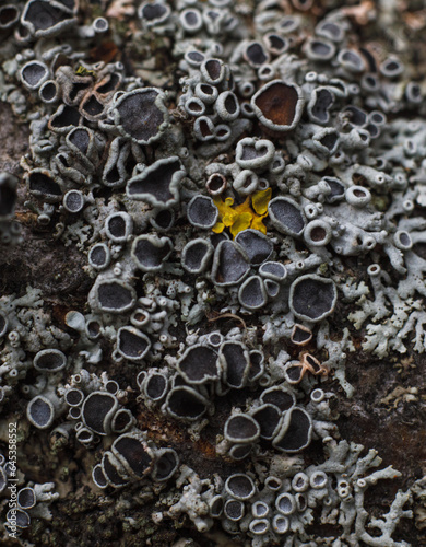 black mold fungus texture, flat lay © Sergey Chumakov