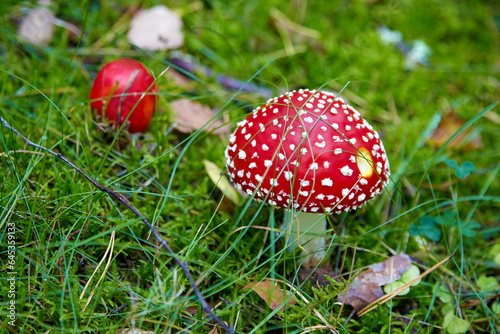Red fly agarics with white dots on a green forest lawn