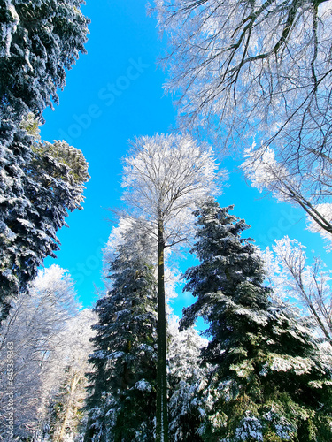 Beautiful trees seen from the ground looking up in winter, natural wallpaper