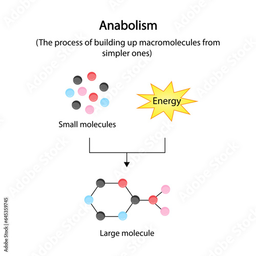 Anabolism  is a process of building up complex macromolecules from simpler ones. ATP energy. Vector design.