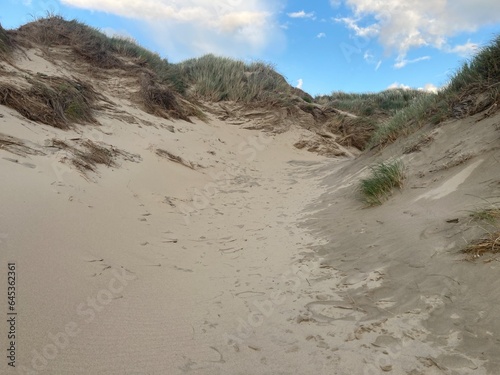 Dune grasses in the sand at the north sea