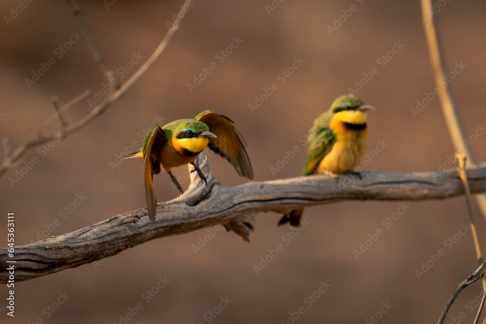 Naklejka premium Little bee-eater flies past another on branch