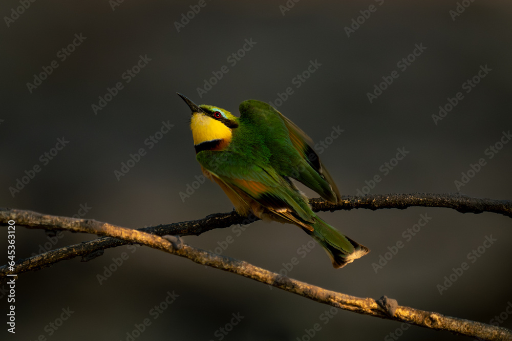 Little bee-eater looks up from curved branch Little bee-eater looks up from curved branch