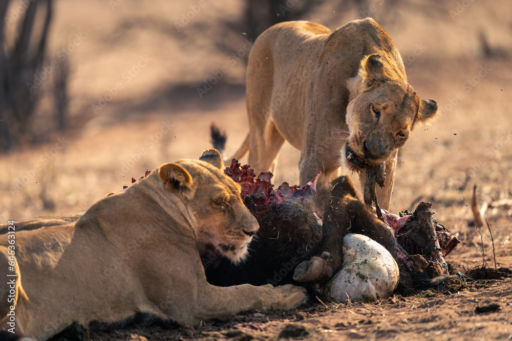 Lioness stands feeding on buffalo with another Lioness stands feeding on buffalo with another