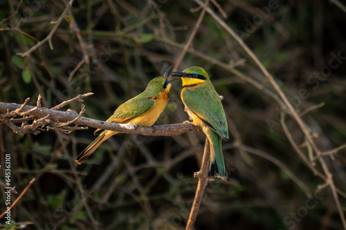 Little bee-eater feeds female fly on branch © Nick Dale
