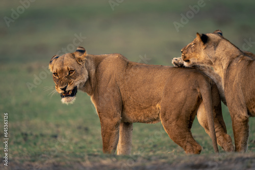 Εκτύπωση καμβά Lioness stands snarling at another on grass
