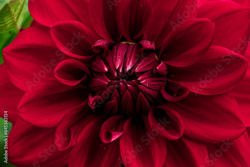 Fototapeta Naklejka Na Ścianę i Meble -  Red dahlia flower close up.