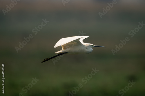 Little egret flies over grass in sunshine © Nick Dale