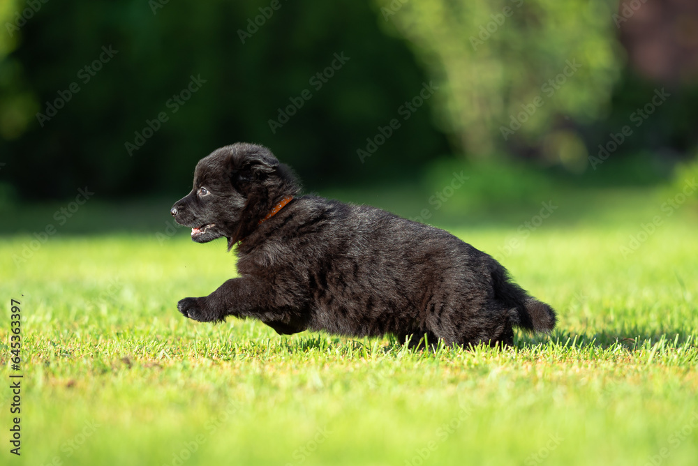 Сute small black German shepherd puppy with floppy ears, outdoor on the green grass with blurred background