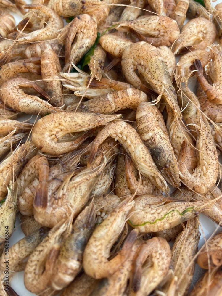 An accumulation of North Sea shrimps