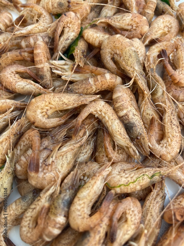 An accumulation of North Sea shrimps An accumulation of North Sea shrimps