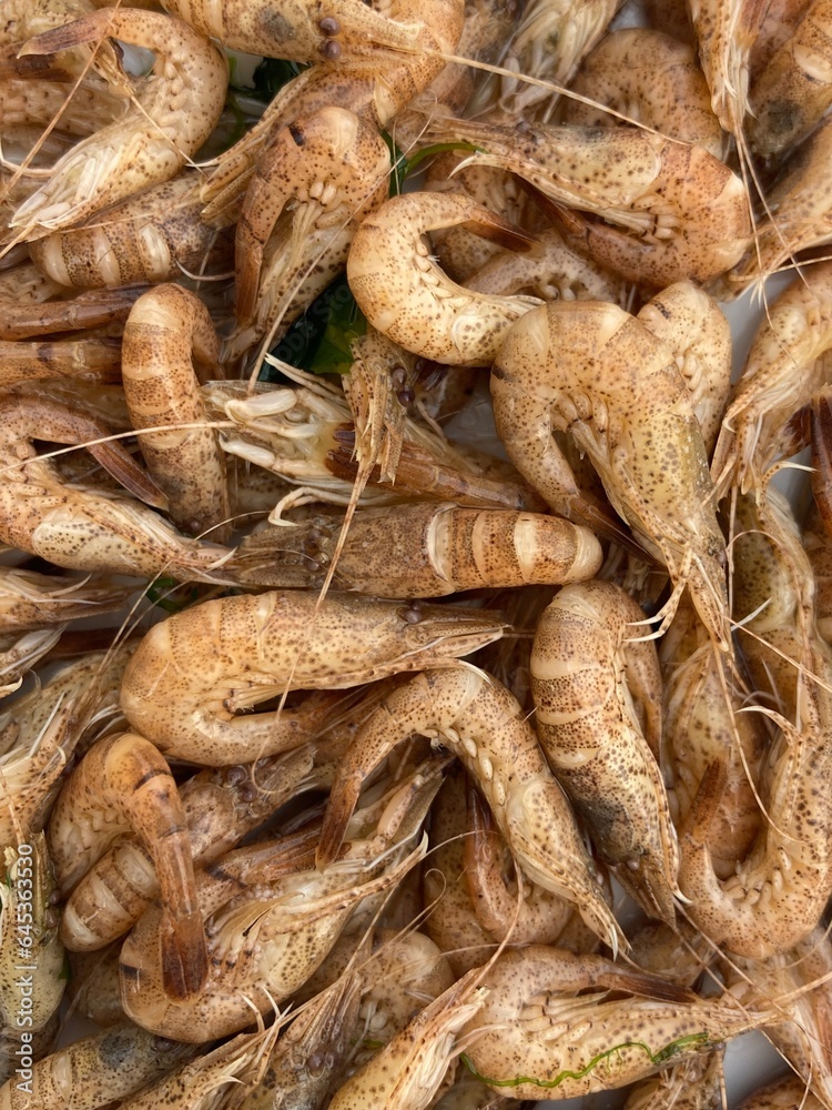 An accumulation of North Sea shrimps An accumulation of North Sea shrimps