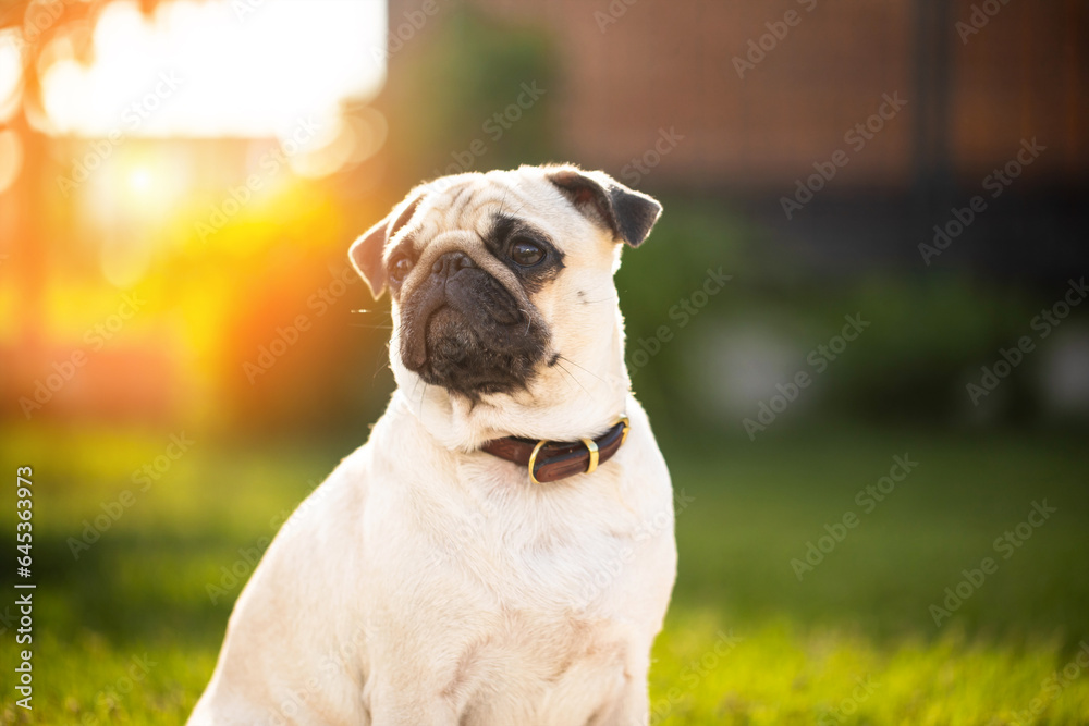 Portrait of a pug on the street Portrait of a pug on the street