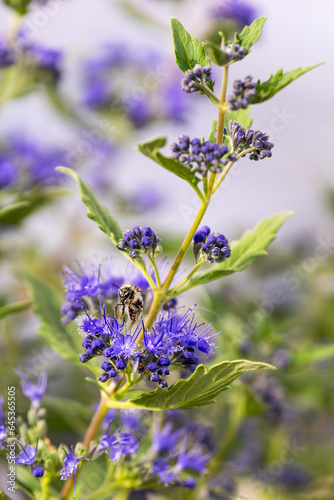 Biene sammelt Nektar und Bl  tenstaub an einer lila Bartblume im Garten