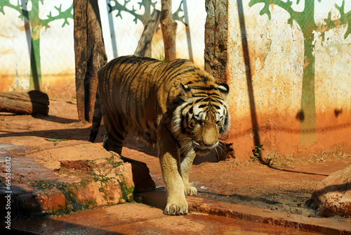 Wall Mural Bengal tiger walking in captivity