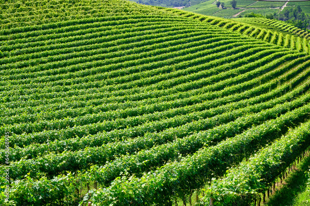 Vineyards of fresh grapes on the Langhe hills, in the villages near the town of Barolo, Piedmont, Italy on a clear July day. Vineyards of fresh grapes on the Langhe hills, in the villages near the town of Barolo, Piedmont, Italy on a clear July day.