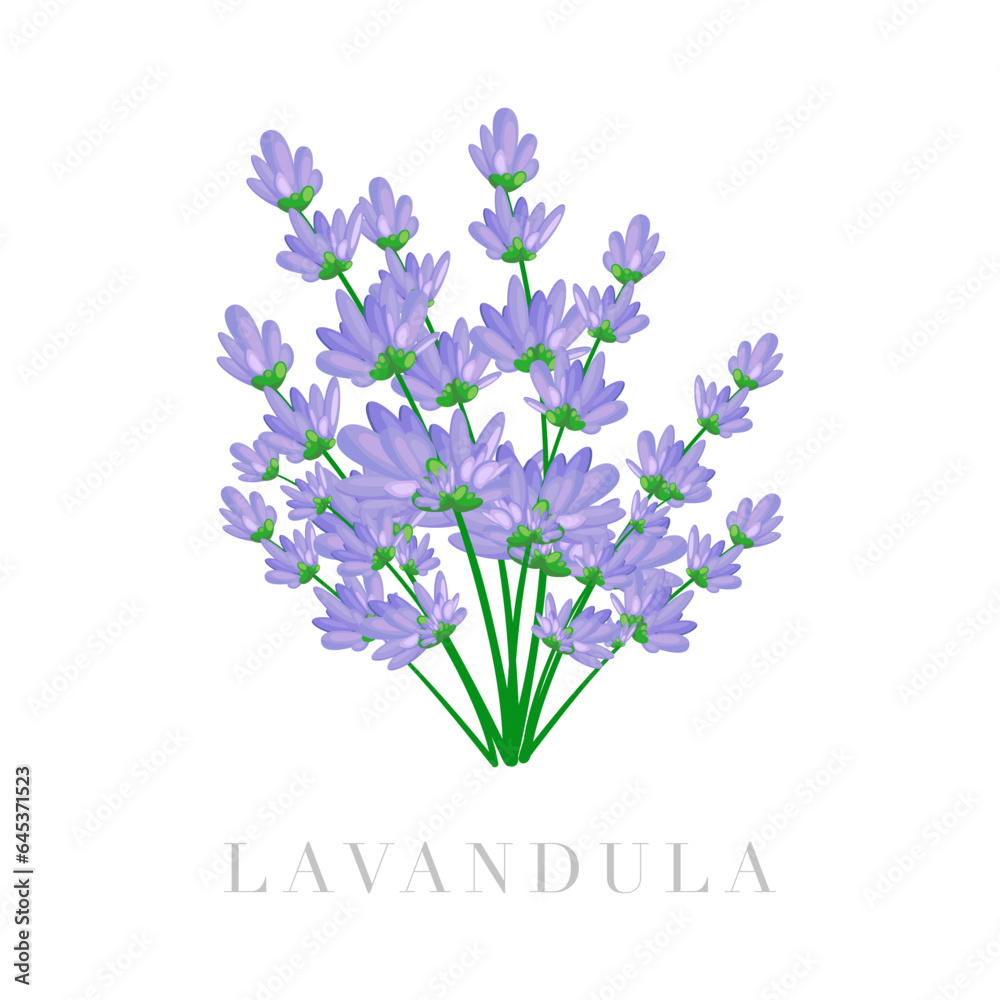 Obraz premium Bouquet of Lavandula