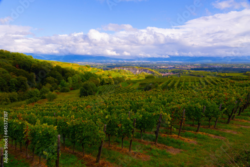 weinberge Reben