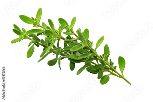: Thyme Leaf Isolated on Transparent Background. Generative Ai.