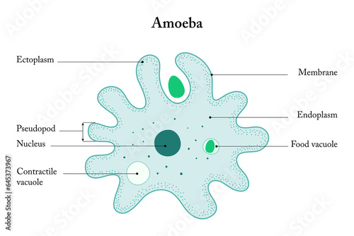 Obraz na plátně Amoeba on a white background. Anatomy of an Amoeba.