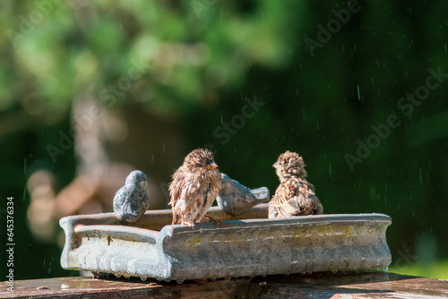 a group of house sparrows in a birdbath at a hot and sunny autumn day