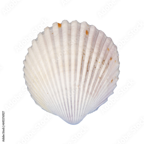 white sea shell isolated element
