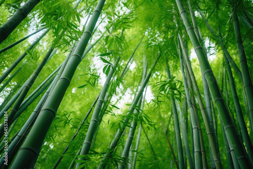 Nature s Upright Elegance  Bamboo Close-Up