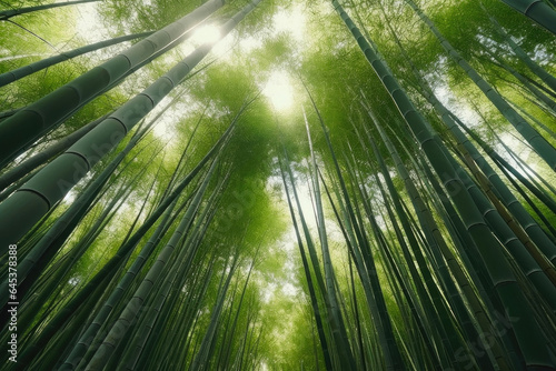 Whispers of Green: Intimate Bamboo Forest View