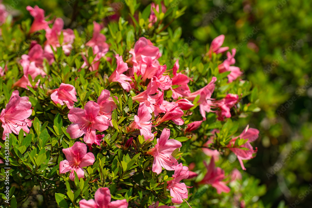 Obraz premium 初夏の日差しを受けるピンクのツツジ