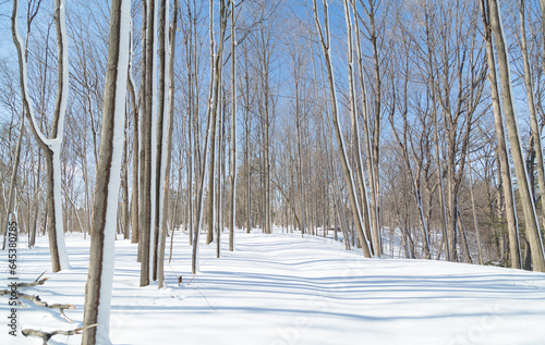 gorgeous sunny winter day forest photo