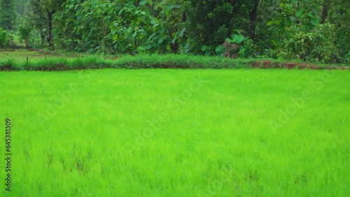 Closeup shot of fresh green crops growing on a farm during the monsoon season at Saputara in Gujarat, India. Crops growing in the fields during the monsoon season. Green crops in the middle of forest. photo