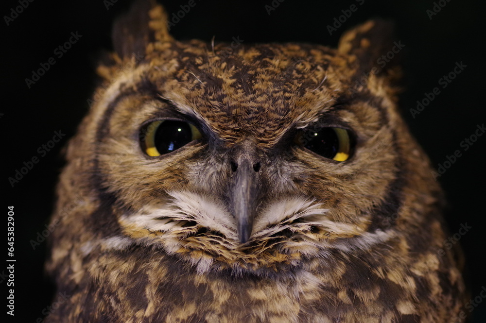 鋭い眼光のミミズク 鋭い眼光のミミズク