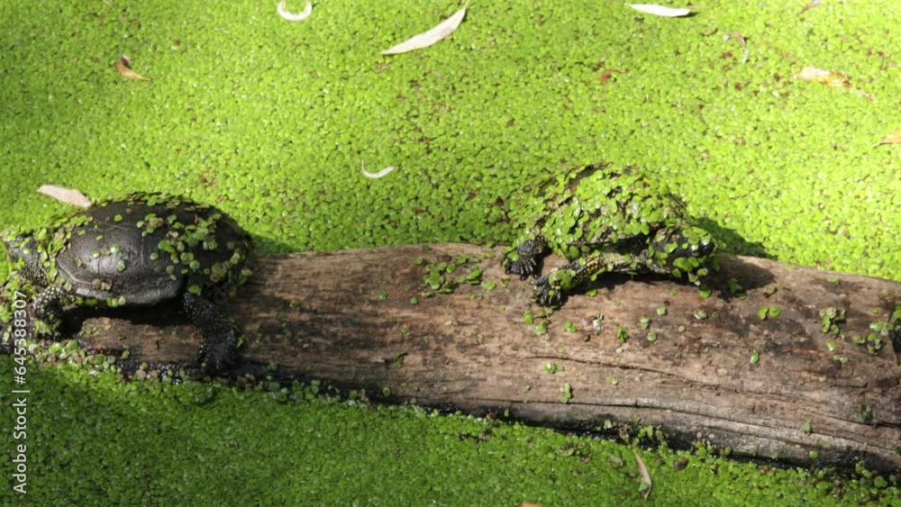tortue aquatique se reposant sur un tronc 