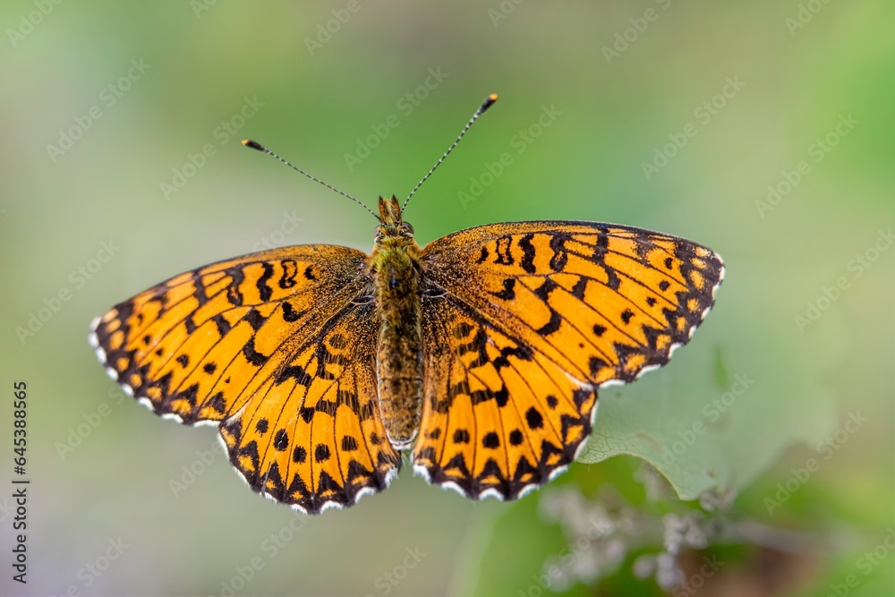 butterfly on a flower butterfly on a flower