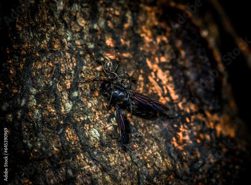 close up of a black ant cached some bug macro © Vimukthi