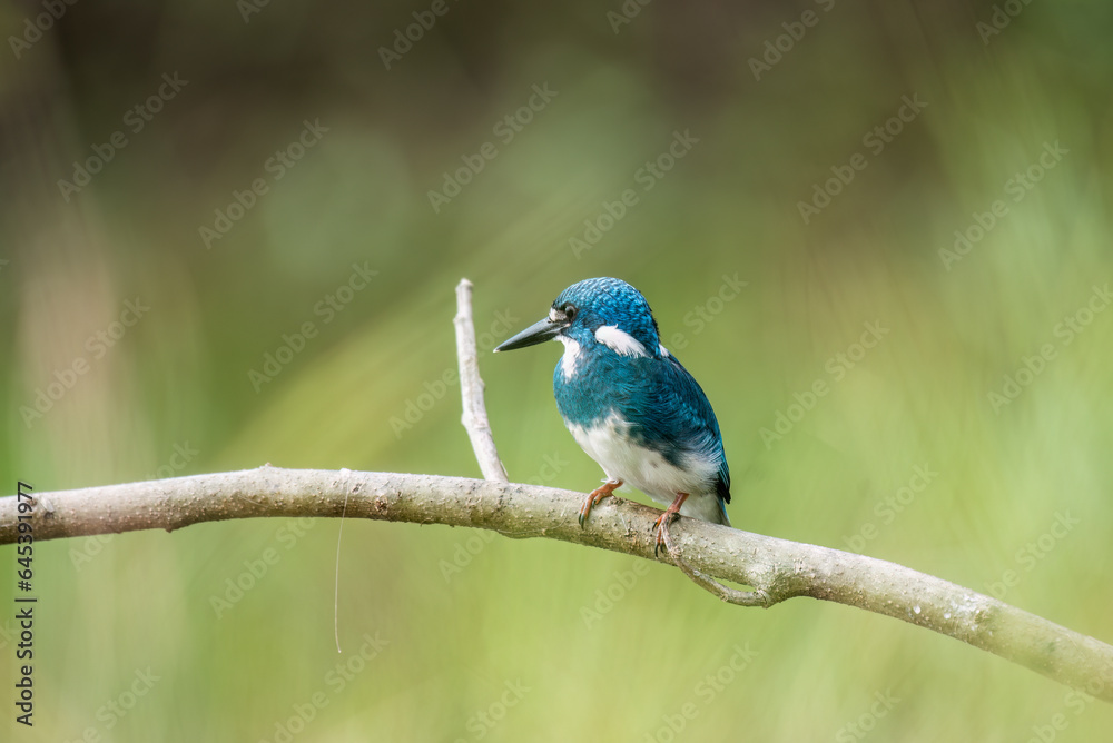 A little blue kingfisher chick is learning and perched by surveying its surroundings to hunt and find prey to eat