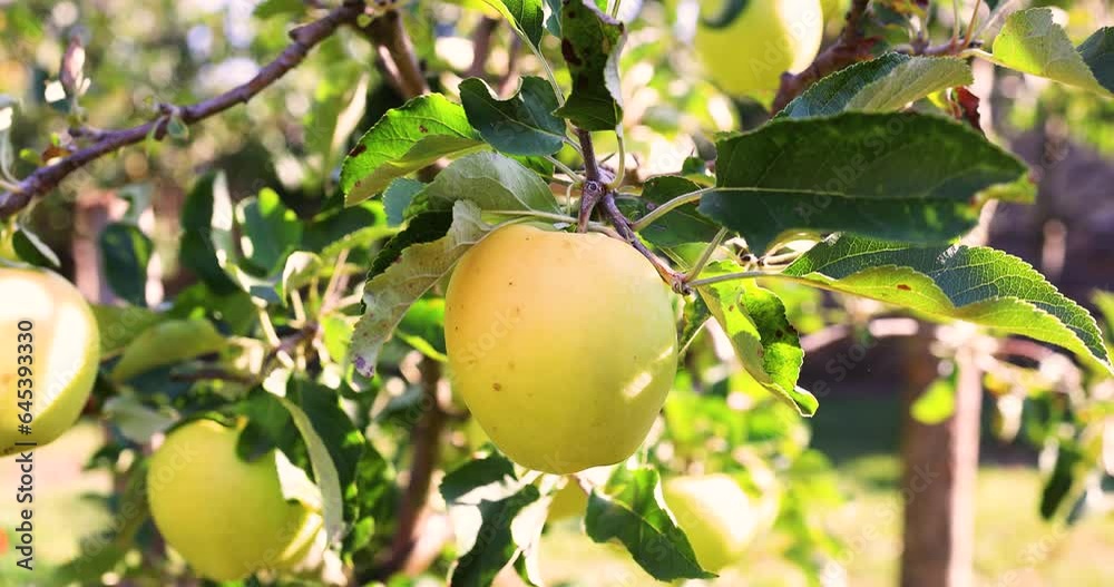 Green sweet apple on branch during sunset Green sweet apple on branch during sunset