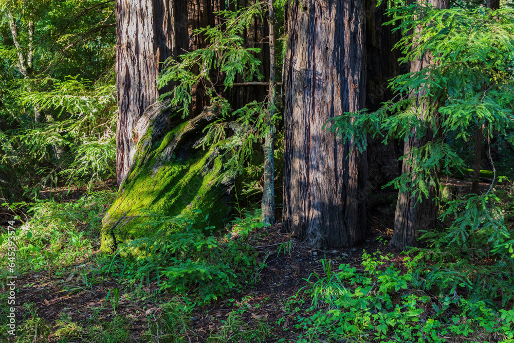 Redwood trees, Pfeiffer Big Sur State Park, California. The large trees are surrounded by green undergrowth. 
