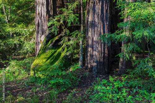 Redwood trees  Pfeiffer Big Sur State Park  California. The large trees are surrounded by green undergrowth.  