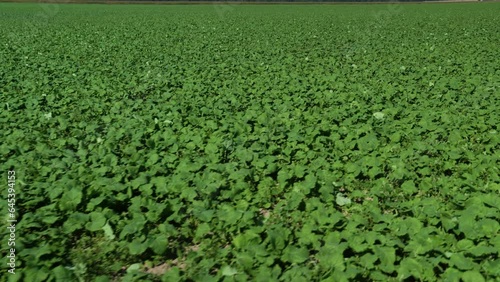 Sown rapeseed field. Landscape Rapeseed Field. 4k