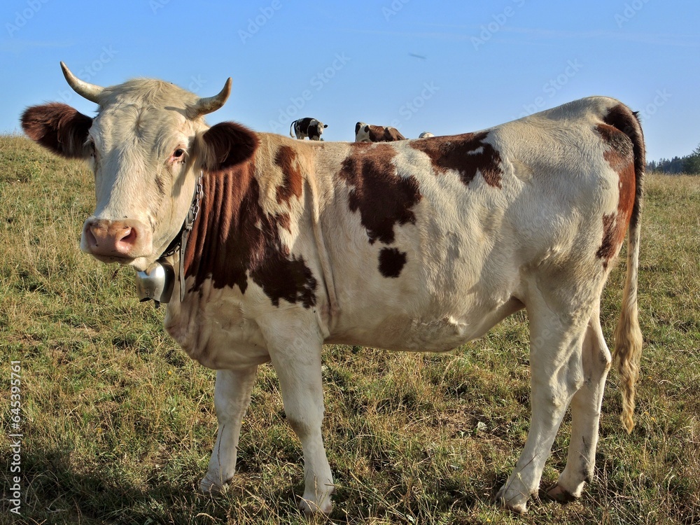 Une vache laitière.