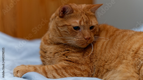 Happy ginger cat sleeps in bed.